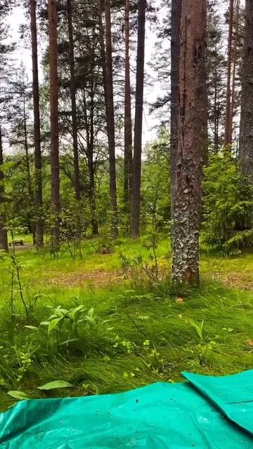 Прекрасное утро...