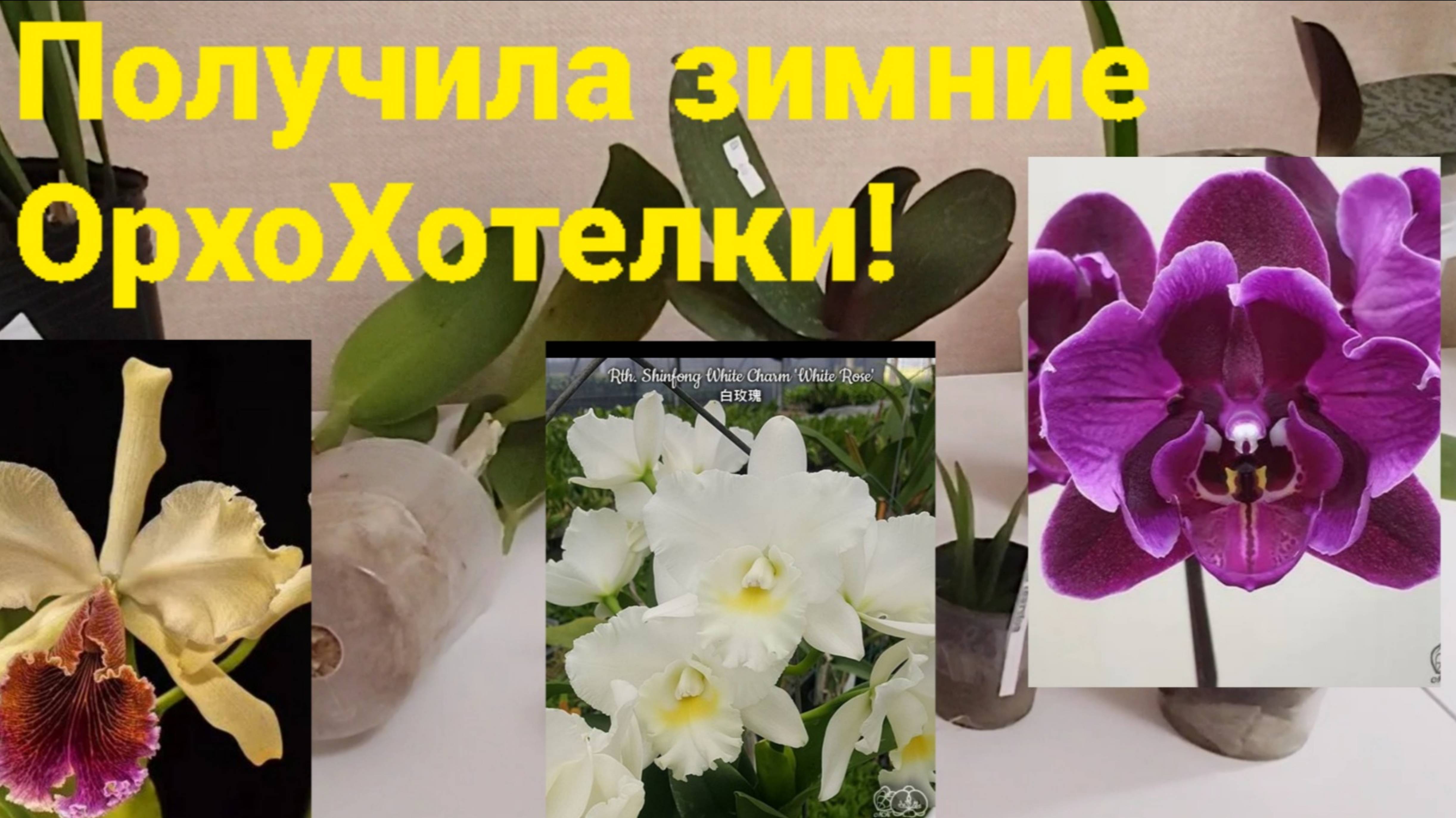 Пришли зимние ОрхоХотелки!Каттлеи, цимбидиум и другие.Орхобудни.