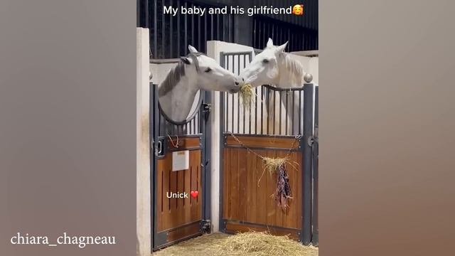 Выражение Лица Глупых Лошадок Сделало Бы Ваш День Намного Лучше