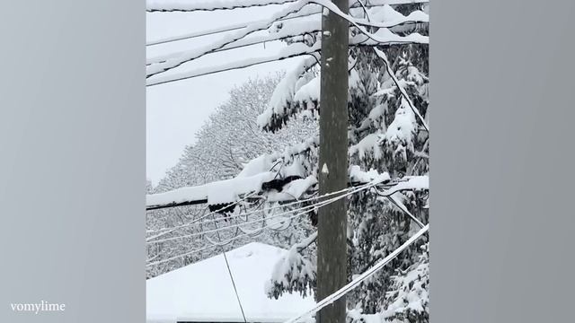 Животное, Впервые увидевшее Снег, ПОСТАРАЙСЯ НЕ РАССМЕЯТЬСЯ!
