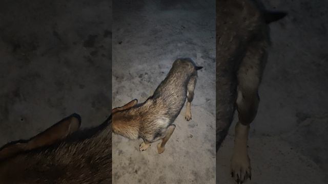 Кто хотел посмотреть Василису и Серую