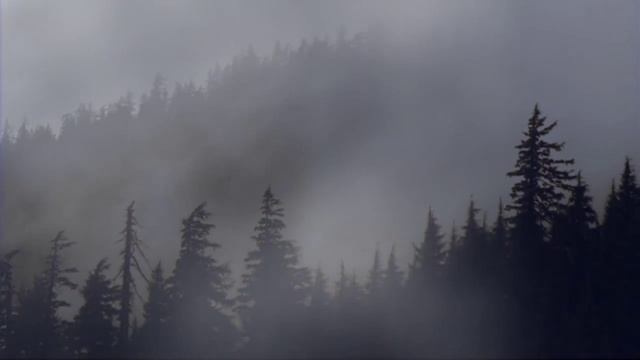 Сергей Чекалин - В ТУМАНЕ