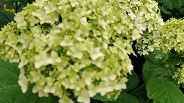 гортензия цветет (26 июня)