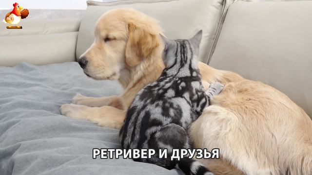 Золотистый ретривер и его друзья милые питомцы 🐕 выпуск (133)