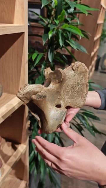 Позвонок мамонта