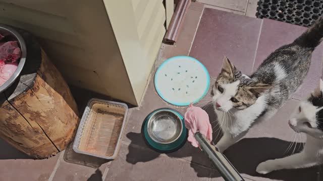 Сегодня все толкаются, бодаются и поют 🐈🐈⬛️🐈❤️
Бычковский на задних лапах ходит.