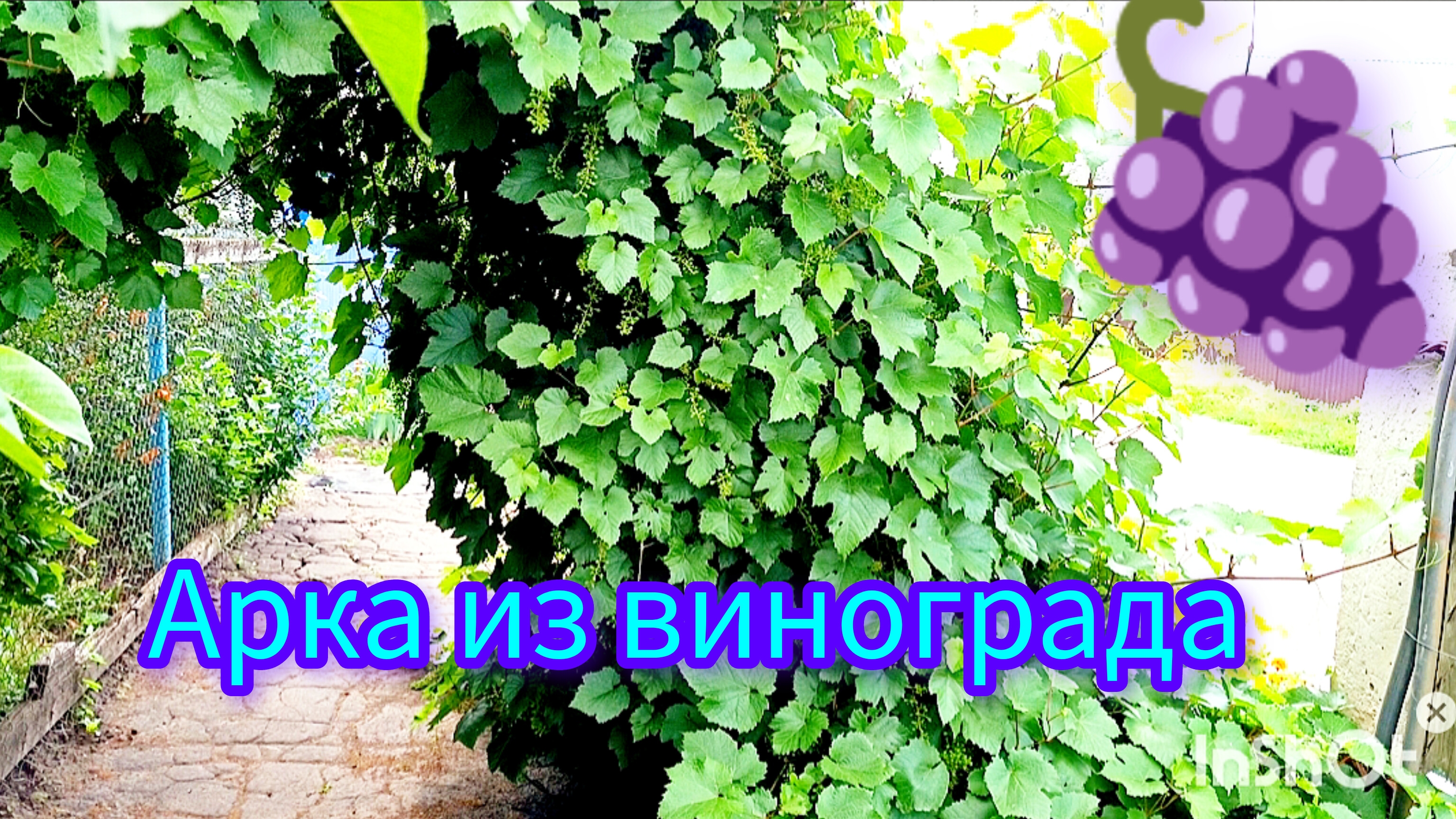 Арка🌿из🍇винограда🍇 #обзор #прогулка #виноград