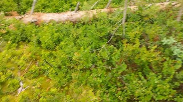 ЧУДЕСА В ГОРОДЕ Красота В ЛЕСУ Собрала стеллаж для Орхидей