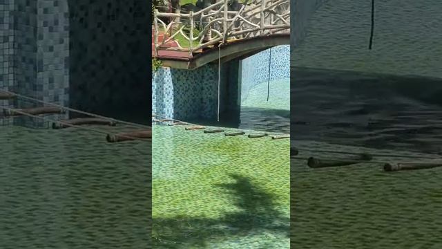 Бассейн для обезьян в Китае video_10130945086806