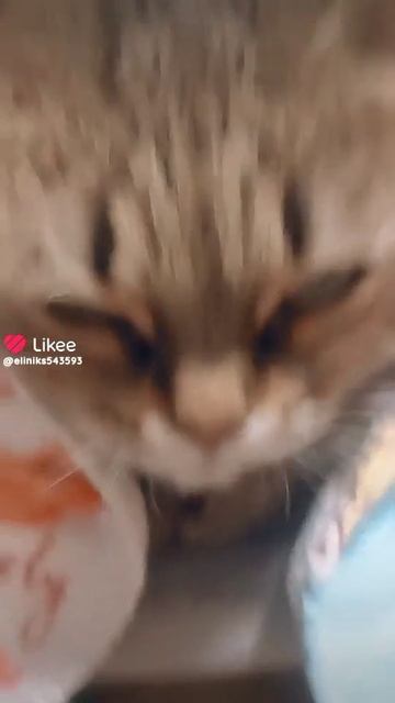Мусульманкк😘