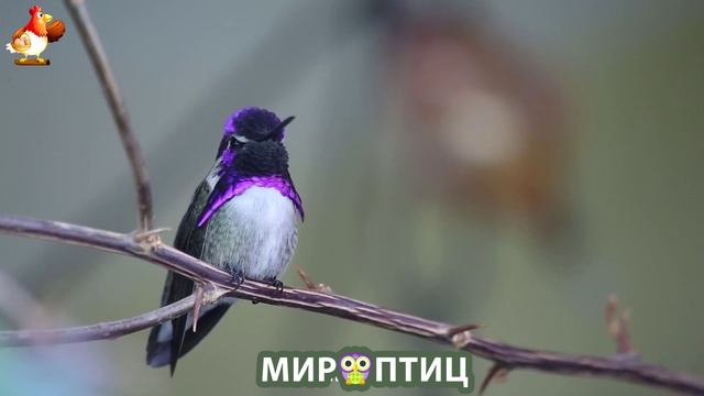 Мир птиц – красота и грация пернатых созданий Природы 🦩🦚🦜 Выпуск (245) 🦉🐦🐤