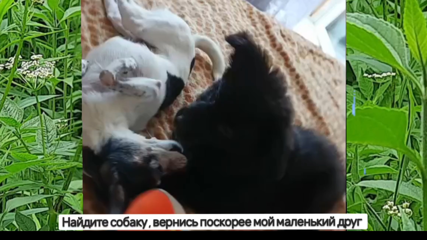 НАЙДИТЕ СОБАКУ , ВЕРНИСЬ ПОСКОРЕЕ МОЙ МАЛЕНЬКИЙ ДРУГ...