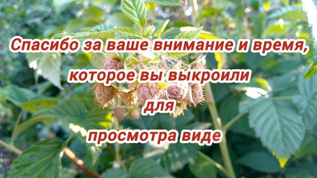 Ягоды завалили. Чем радует сезон 2025