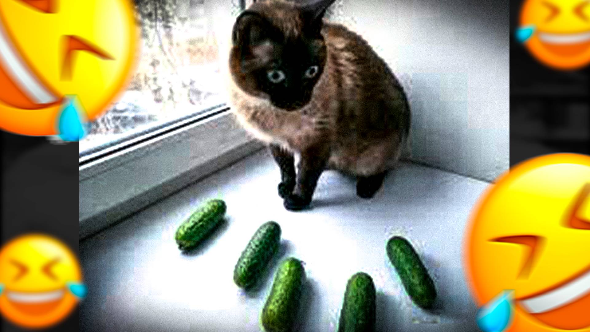 КОТ ОЧЕНЬ БОИТСЯ ОГУРЦОВ! ВИДЕО ВЗОРВАЛО ИНТЕРНЕТ 🥒