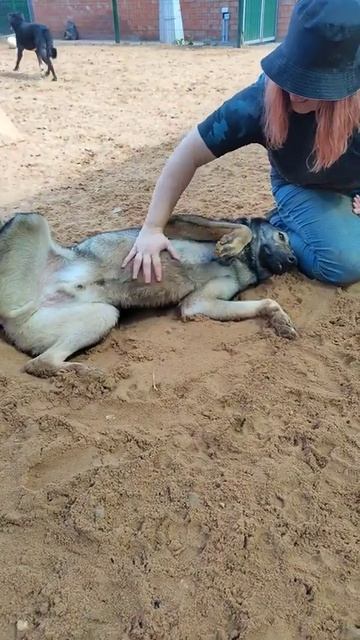 Повторная заявка на любовь #приютмалинки