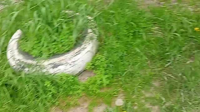 котята спят