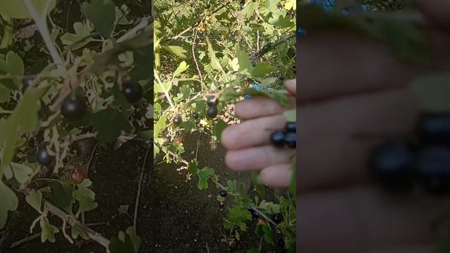 Плетистая роза отцвела.