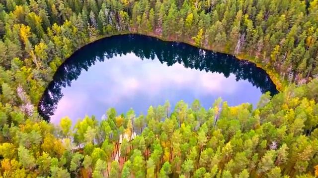 Голоса леса: песни и звуки животных, ч.7