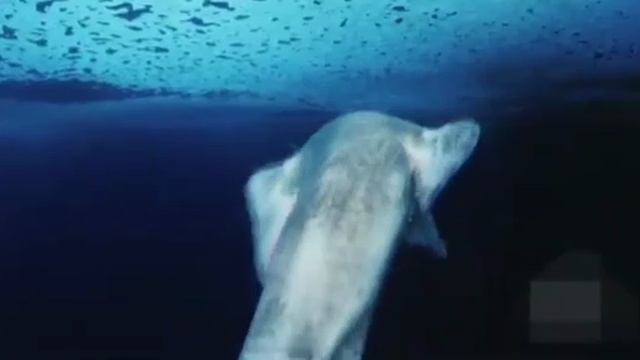 ... Самые медленные Животные в мире....