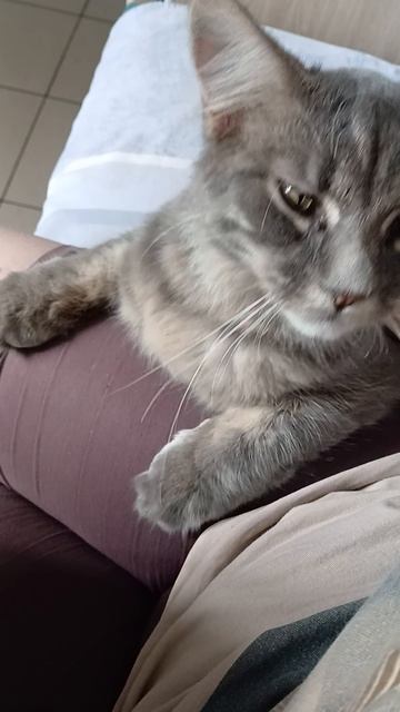 Котик тигр