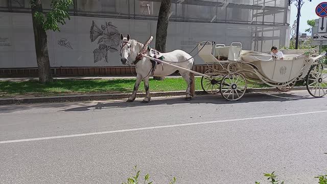 СУЗДАЛЬСКОЕ ТАКСИ