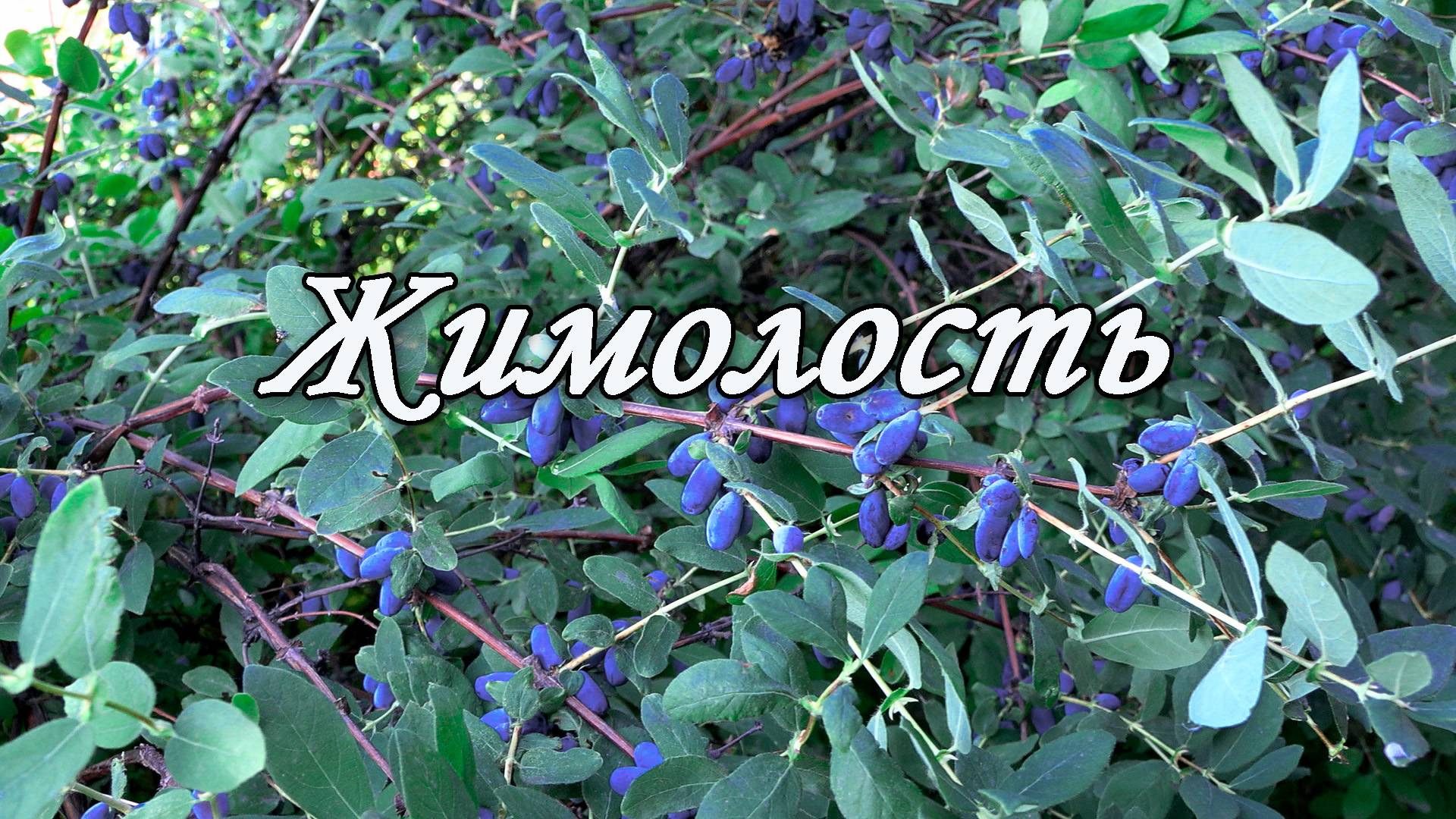 Жимолость поспела