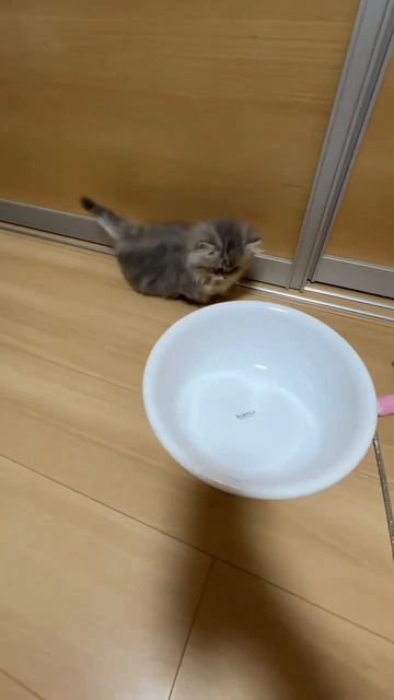 Супер забавный котенок
