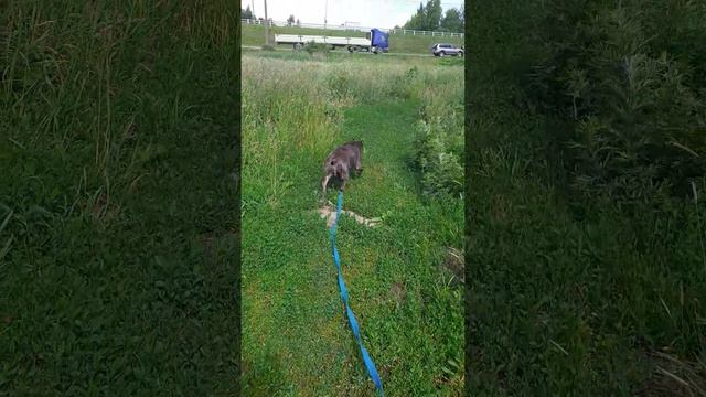 ТАШКЕНТ  #Шереметьевский   #приют