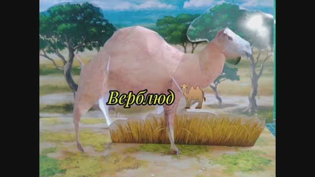 Верблюд