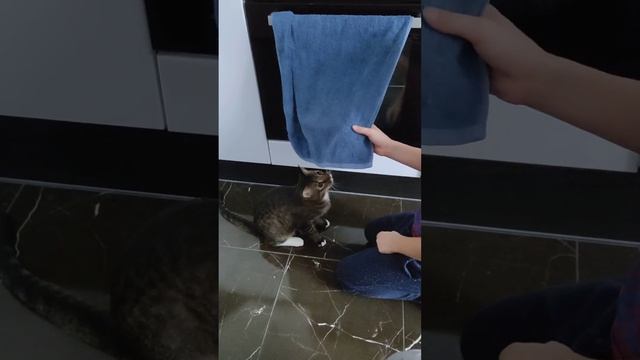 Кошачьи игры