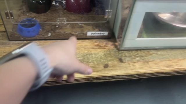 Зоопарк Благовещенск