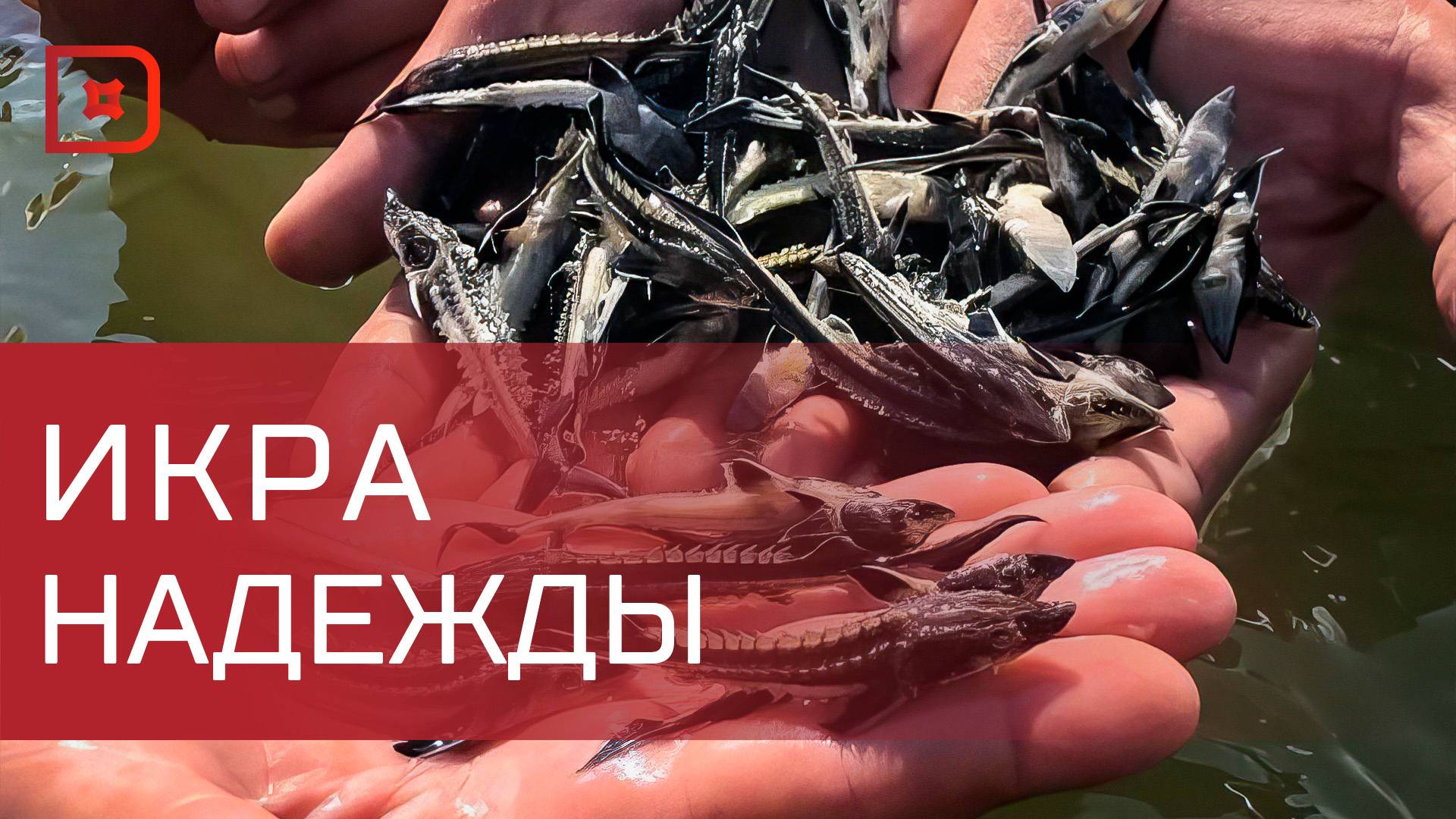 В Сулак выпустили 100 тысяч мальков русского осетра