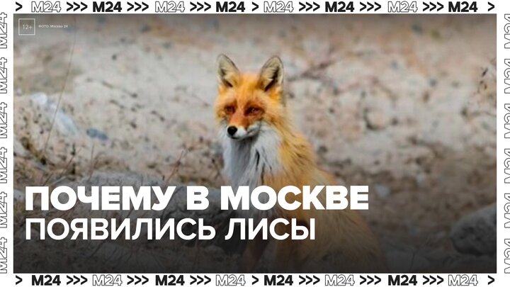 Департамент природопользования объяснил появление лис в Москве - Москва 24