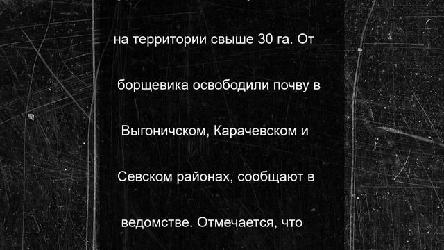 В Брянской области от борщевика освободили более 30 га земли