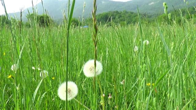 Футаж одуванчики в траве
