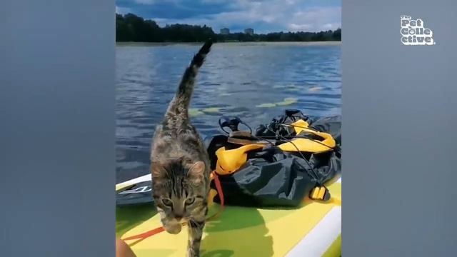 Смешные коты | видео с котиками | юмор