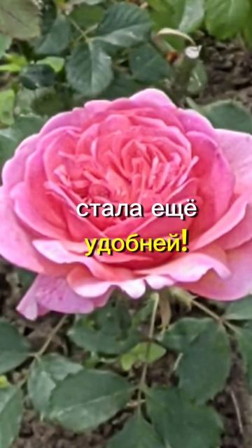 Анекдот про деньги