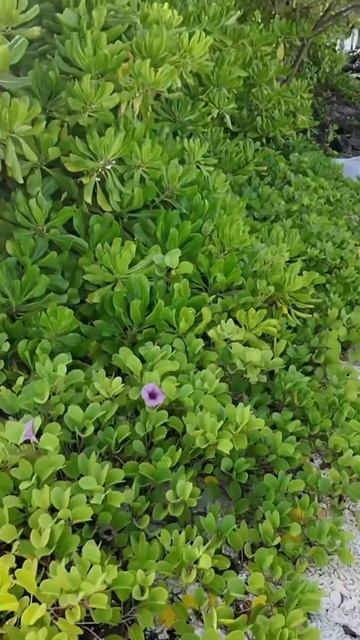 Куда лететь на Мальдивы #подкастдимова #путешествия #мальдивы