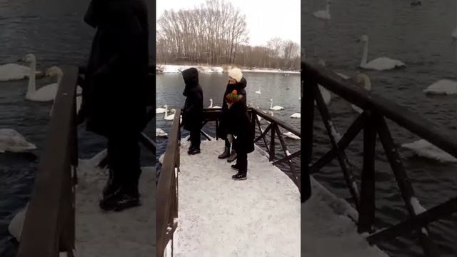 Зимовка лебедей на Алтае