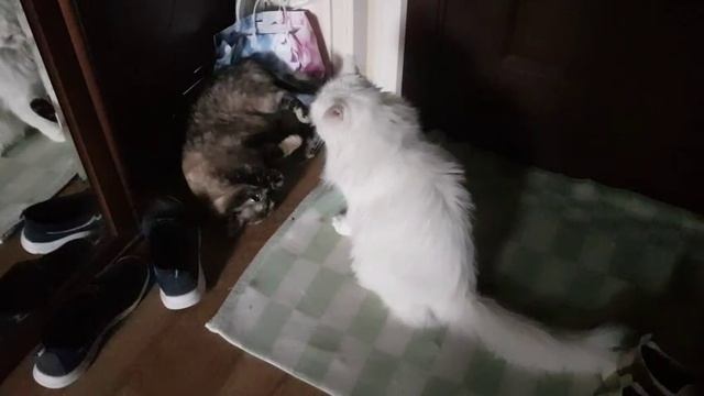 Леся и Сёма - Кошачий конфликт