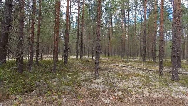 Прогулка по лесу . Релакс.
