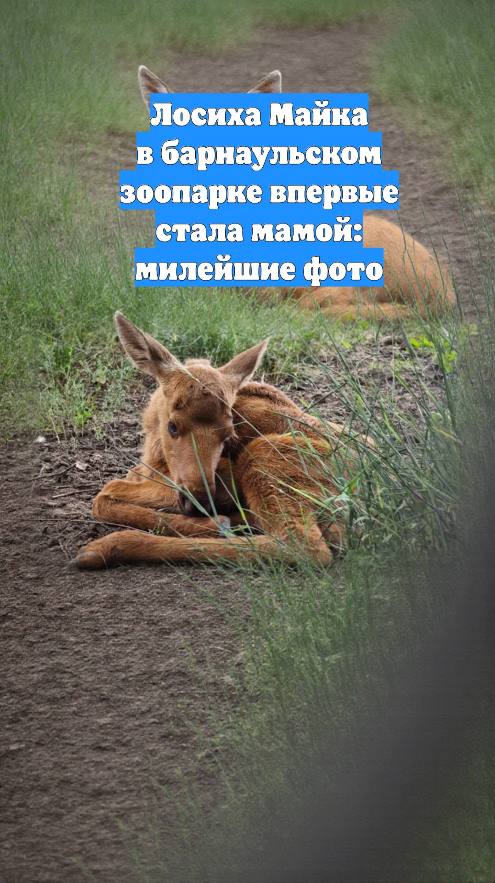 Лосиха Майка в барнаульском зоопарке впервые стала мамой: милейшие фото