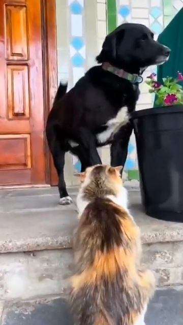 Наш TG https://t.me/liveofcats