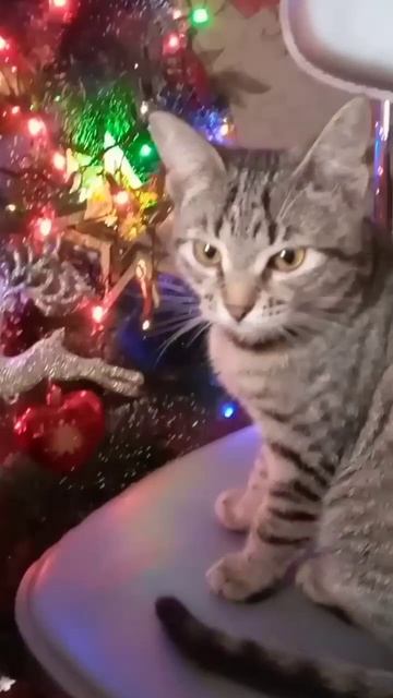 #безкотаижизньнета #любимица #хочувреки