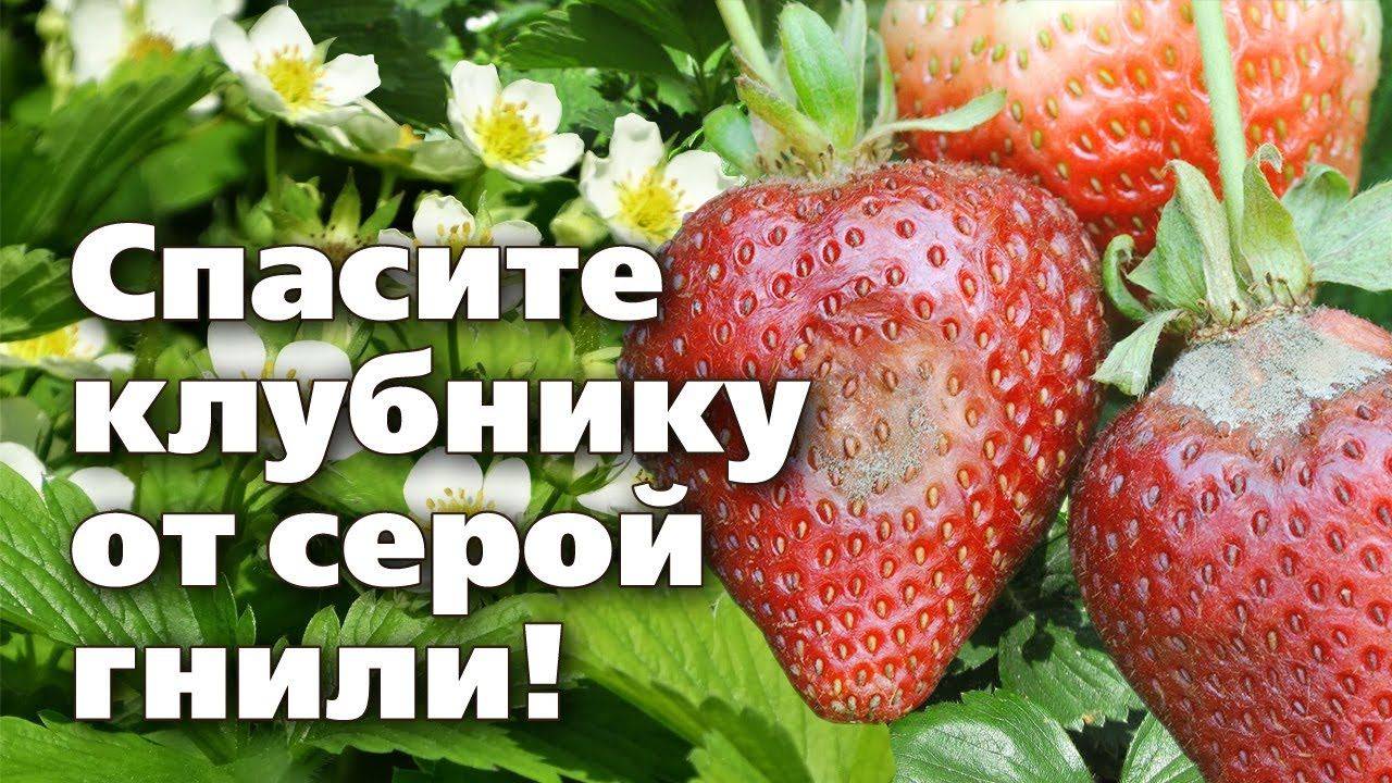 СПАСАЮ КЛУБНИКУ ОТ ГНИЛИ, достаточно БЫСТРО И ЭФФЕКТИВНО, ягоды красивые и вкусные
