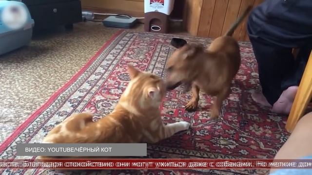 26.06.2025 Интересные факты. Как ухаживать за курильским бобтейлом