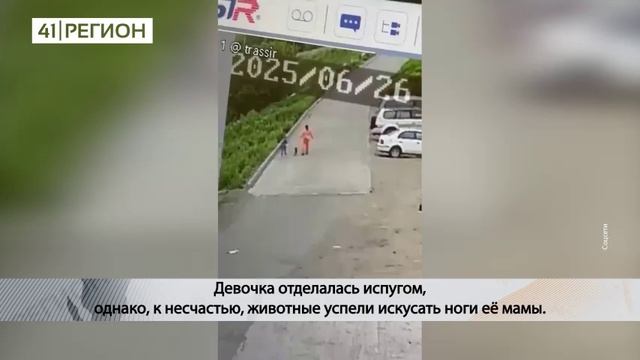 СТАЯ СОБАК НАПАЛА НА МАТЬ С РЕБЁНКОМ В ВИЛЮЧИНСКЕ• НОВОСТИ КАМЧАТКИ