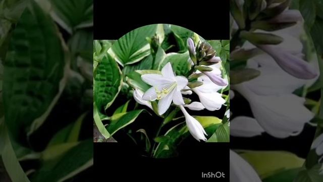 утренняя прогулка 25 июня. Хоста цветет