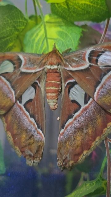 #бабочки #reels #short #shorts #margo #shortsvideo #shortvideo #insects #butterfly #beauty #surprise