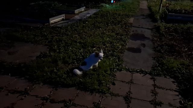 Ночной дозор